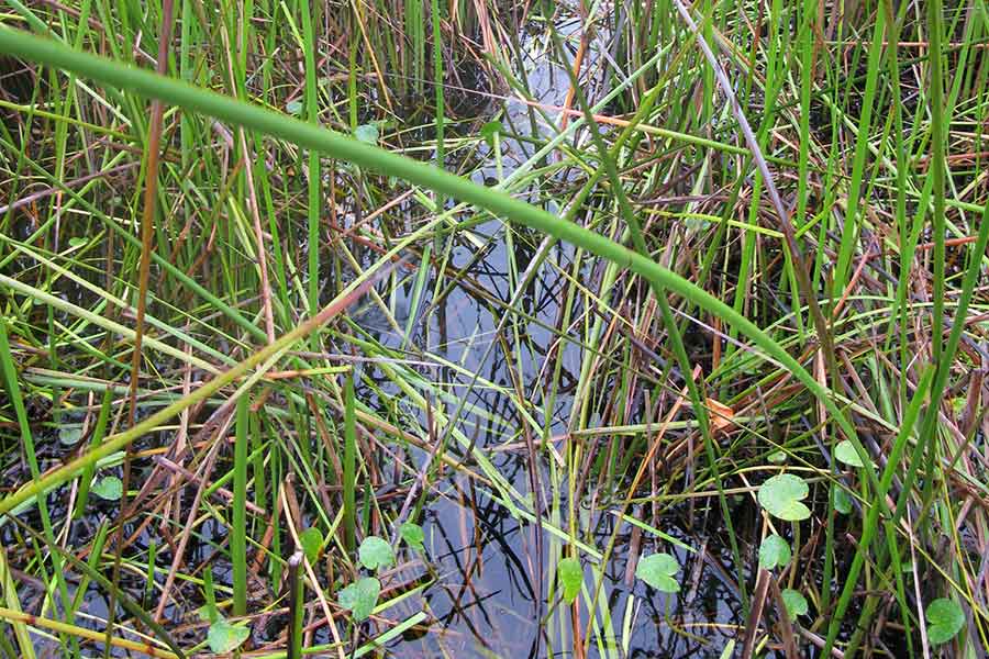 Wetlands and Floodplains