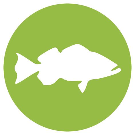 Fish icon