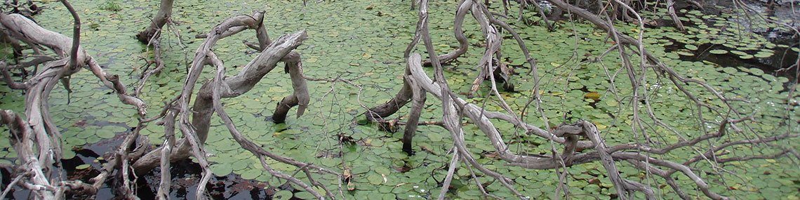 Instream Habitat